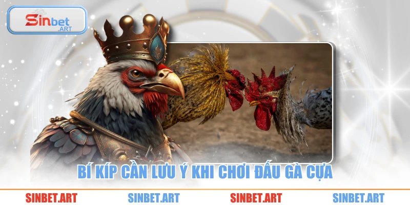 Bí kíp cần lưu ý khi chơi đấu gà cựa 